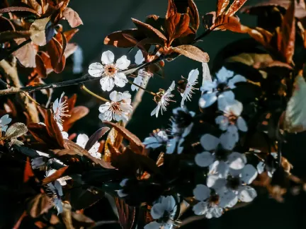 Glimmer Casino Mobiilirakendus